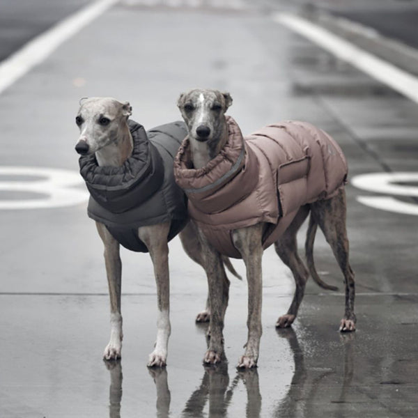 Curated visual reference: Gallery Detail: Insulated Adventure Dog Down Vest
