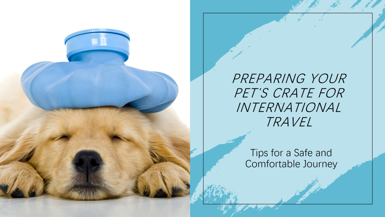 How to prepare your pet’s crate before international pet travel