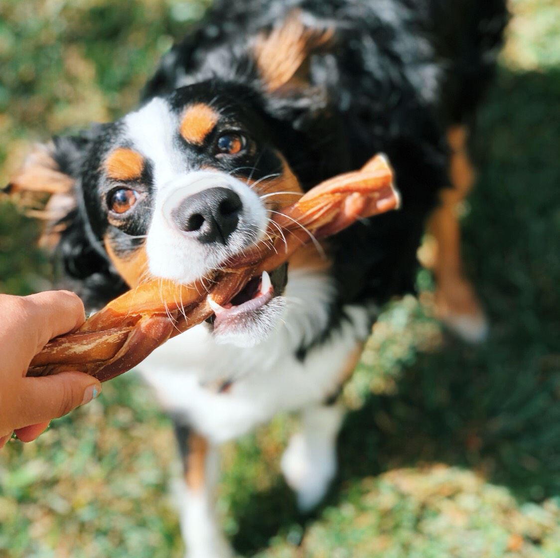 Do Dogs Need a Bully Stick Holder?