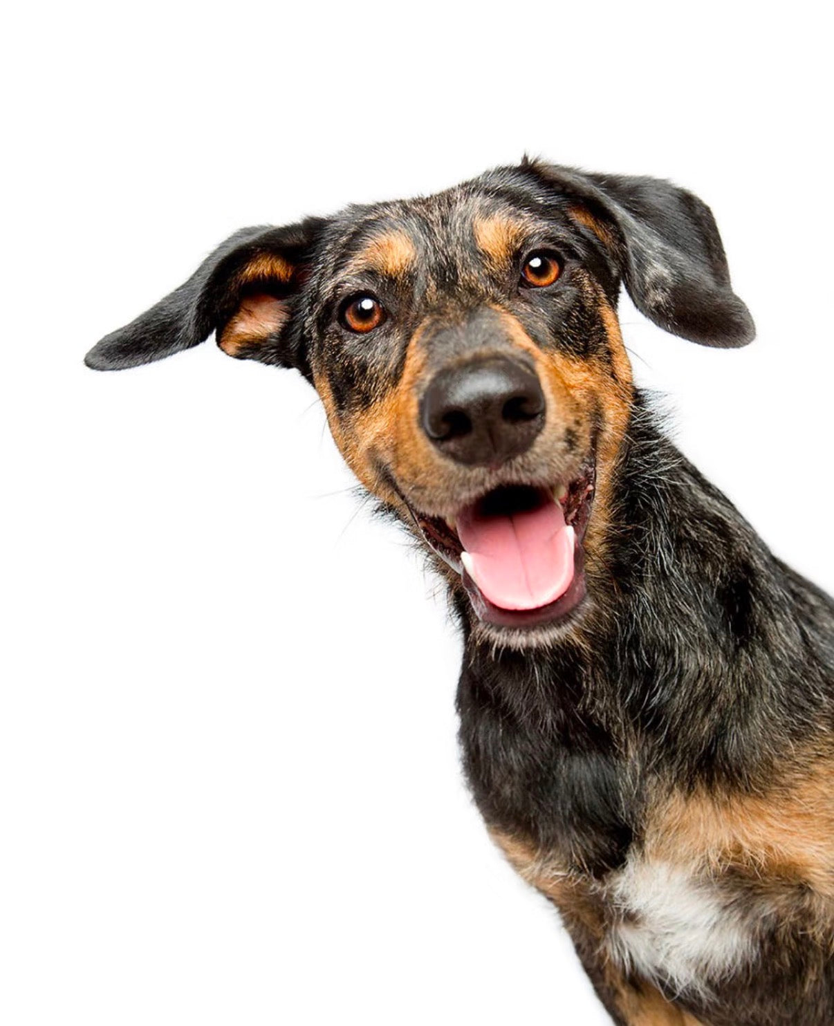 Where to Buy Disabled Dog Essential Accessories