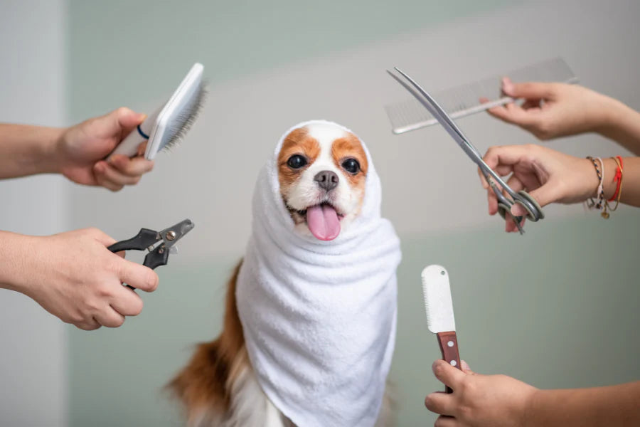 Easy Grooming Tips Every Pet Owner Should Know