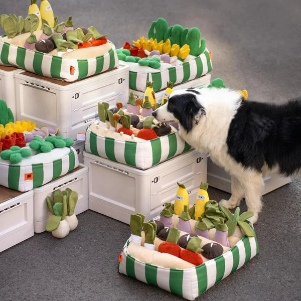 Why Your Dog Needs Snuffle Toy? – ri-son