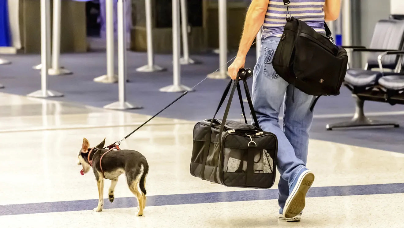 Traveling with Your Pet? Here’s Everything You’ll Need!