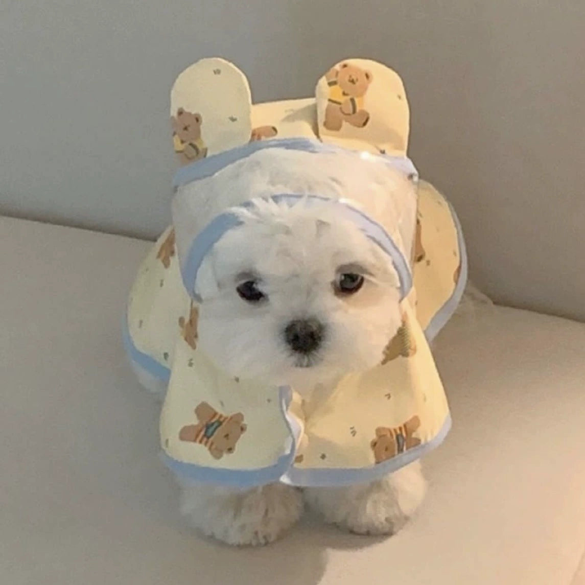 Small Dog Rain Coats with Teddy Bear - ri-son