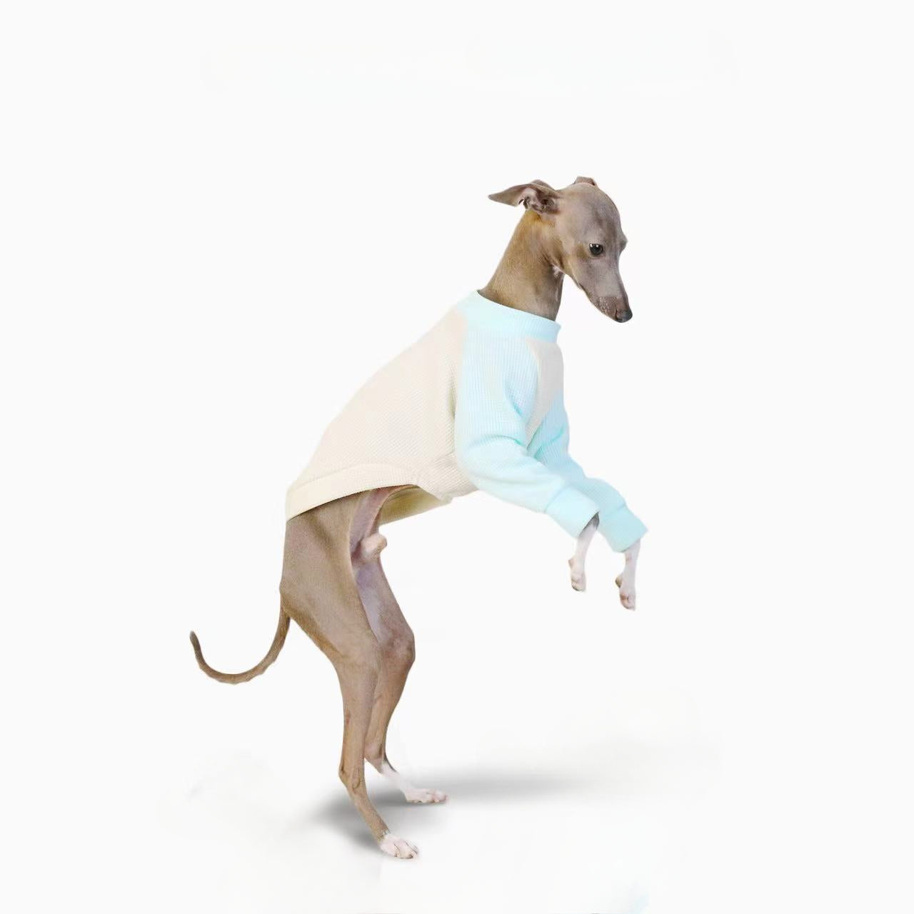 Italian greyhound thin two-legged waffle breathable soft puppy Shirts