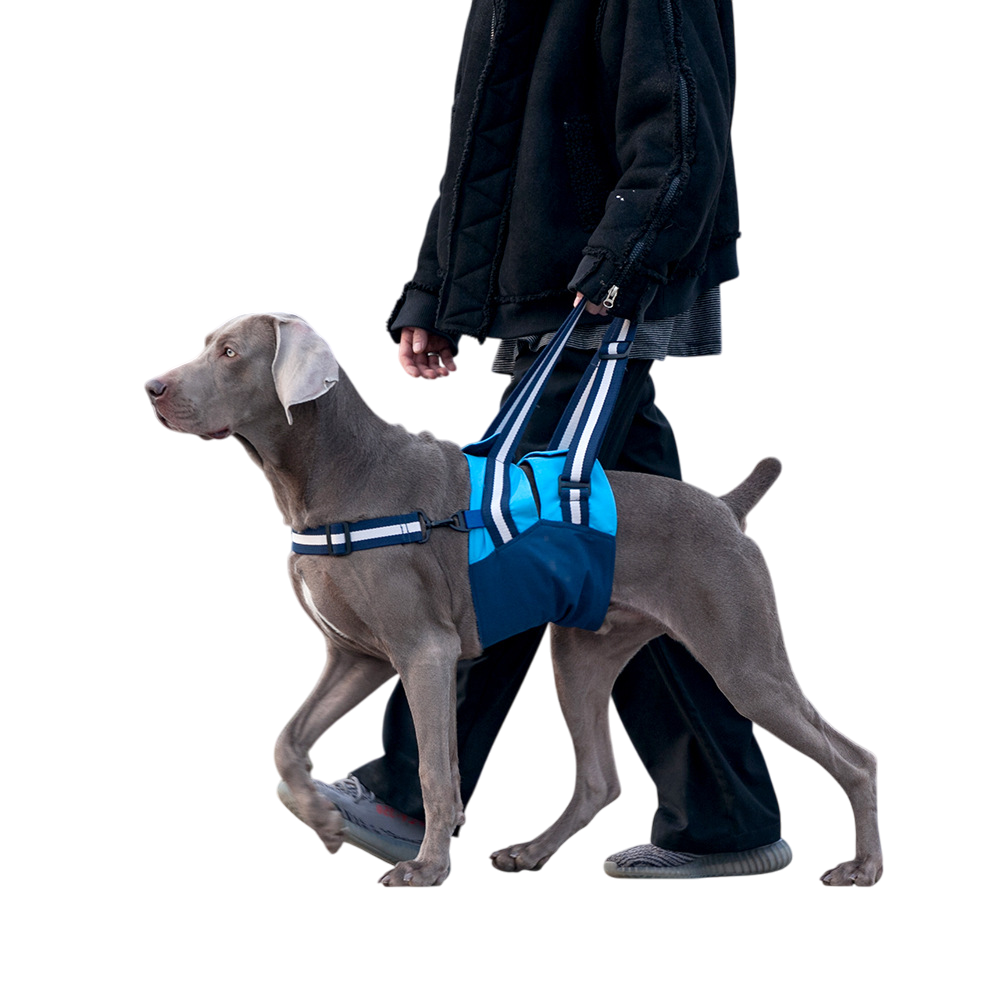 Adjustable Harness and Leash for Guide Dogs and Aged Dogs