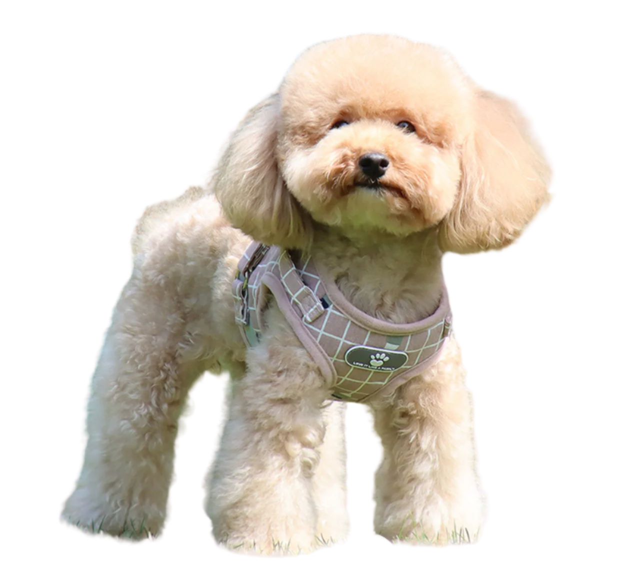 Pet Plaid Harness R-H01 - ri-son