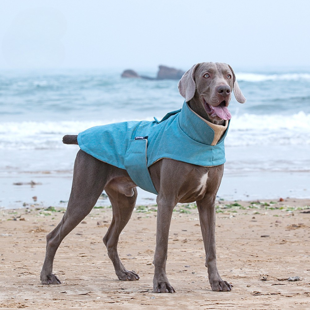 Lightweight Insulated Dog Winter Vest - ri-son