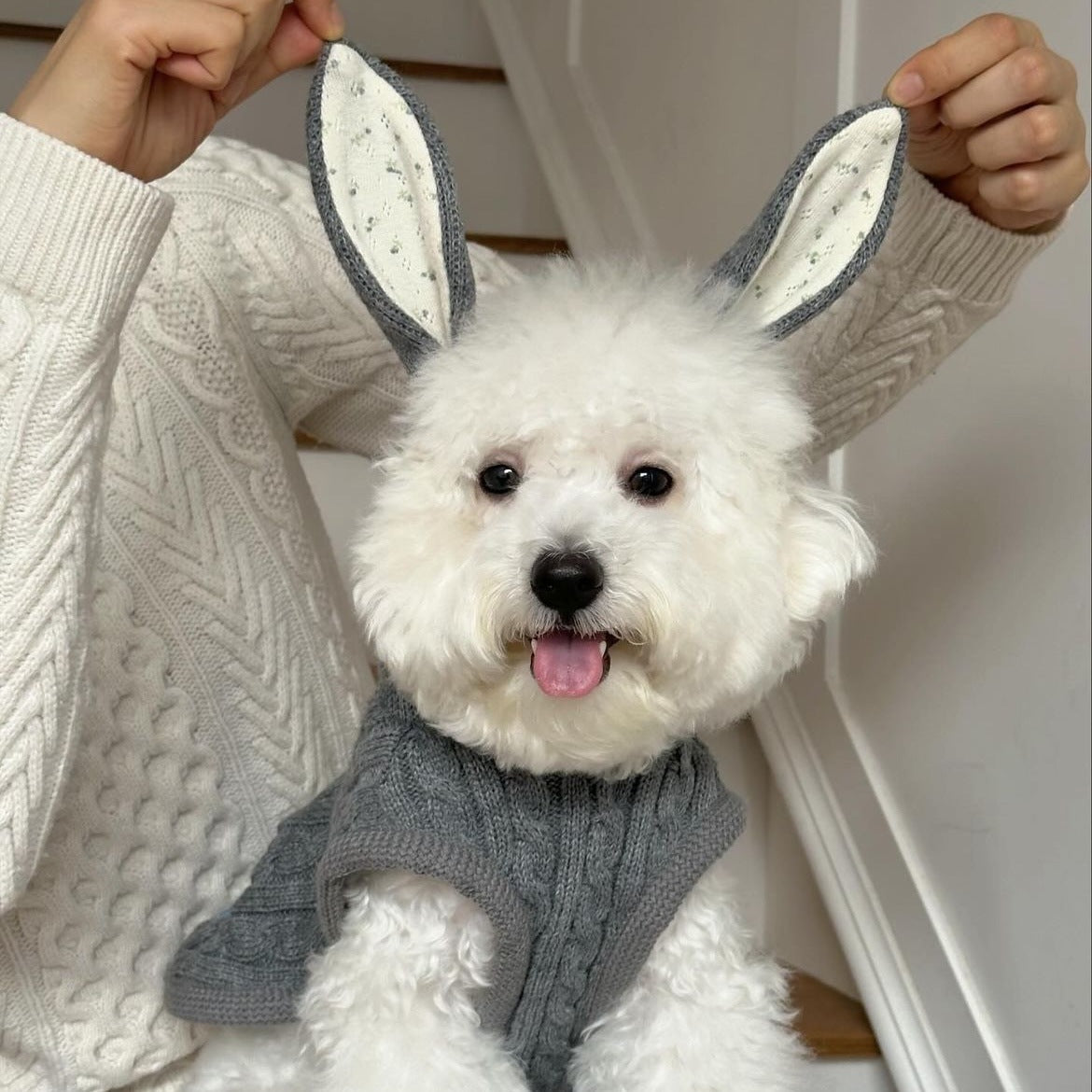 Knitted Small Dog Sweater with Bunny Ears - ri-son