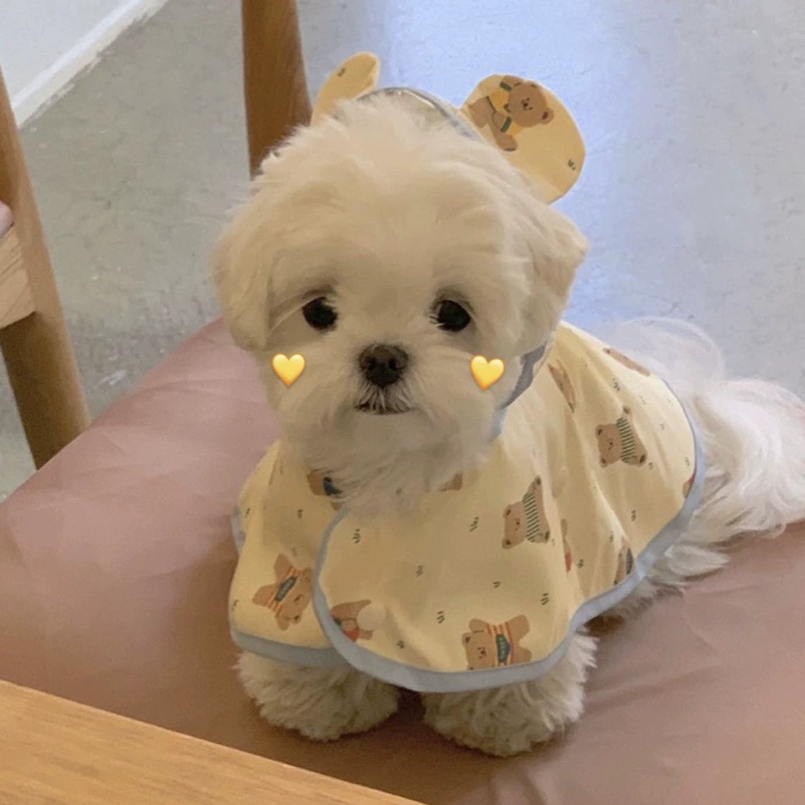 Small Dog Rain Coats with Teddy Bear - ri-son