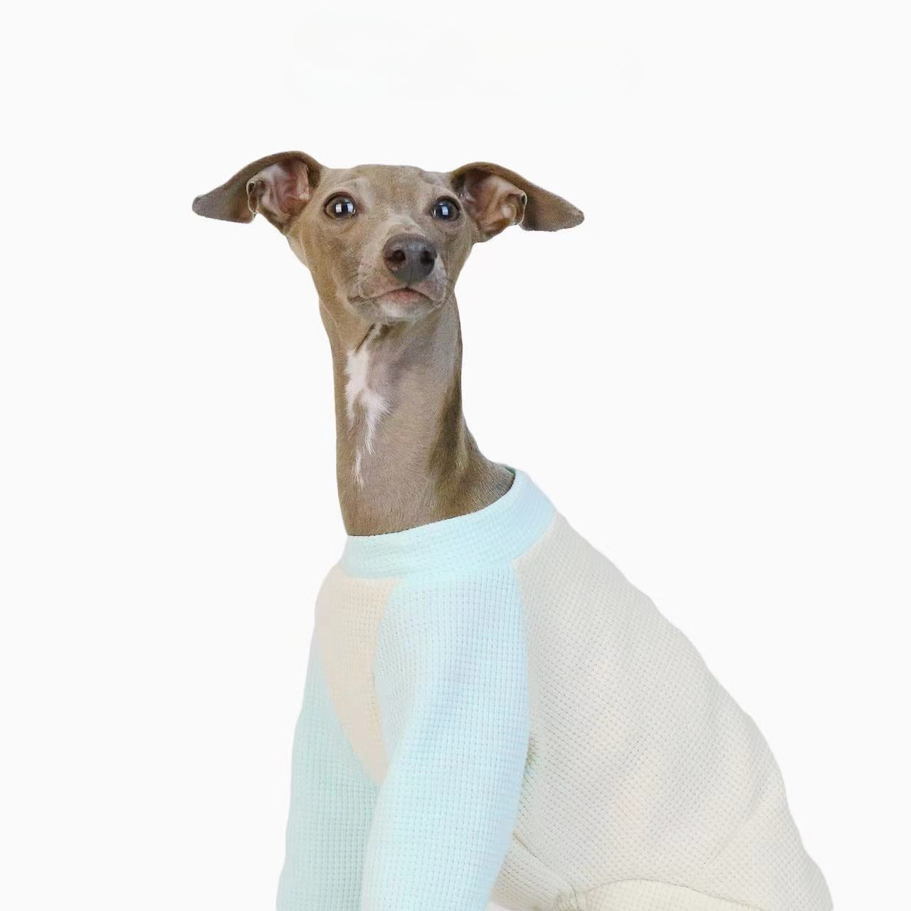 Italian greyhound thin two-legged waffle breathable soft puppy Shirts