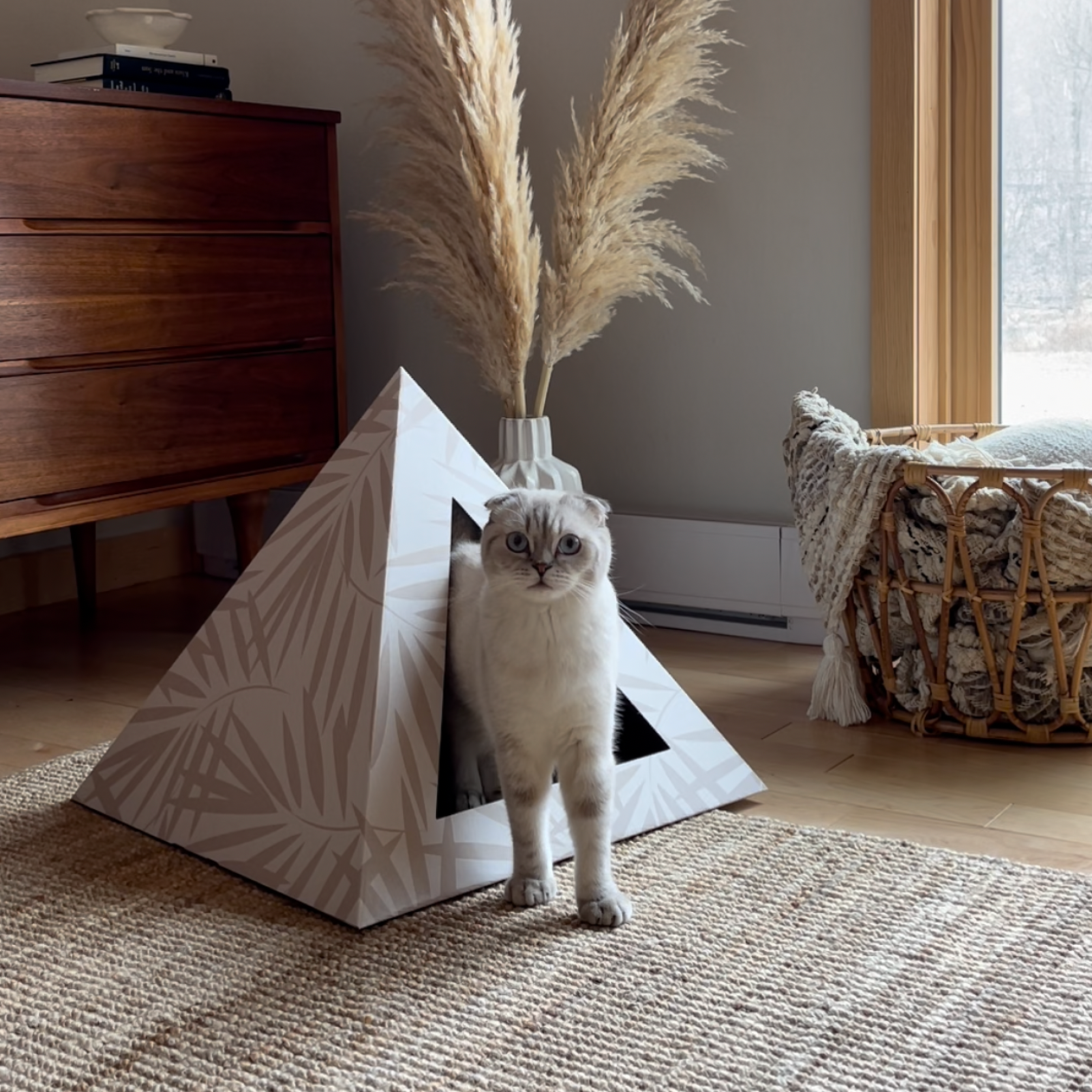 Cat standing inside a geometric cat house with decorative pampas grass in the background