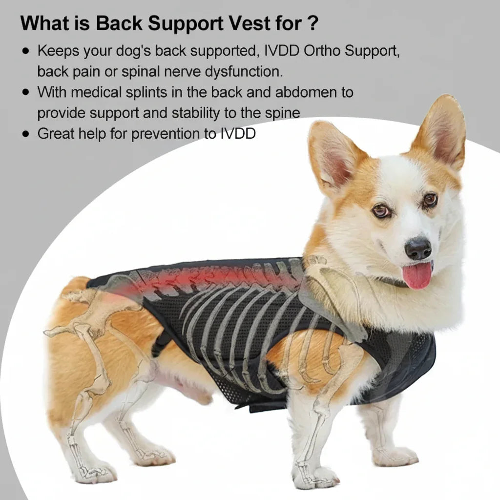 Dog Back Brace for Spinal Support