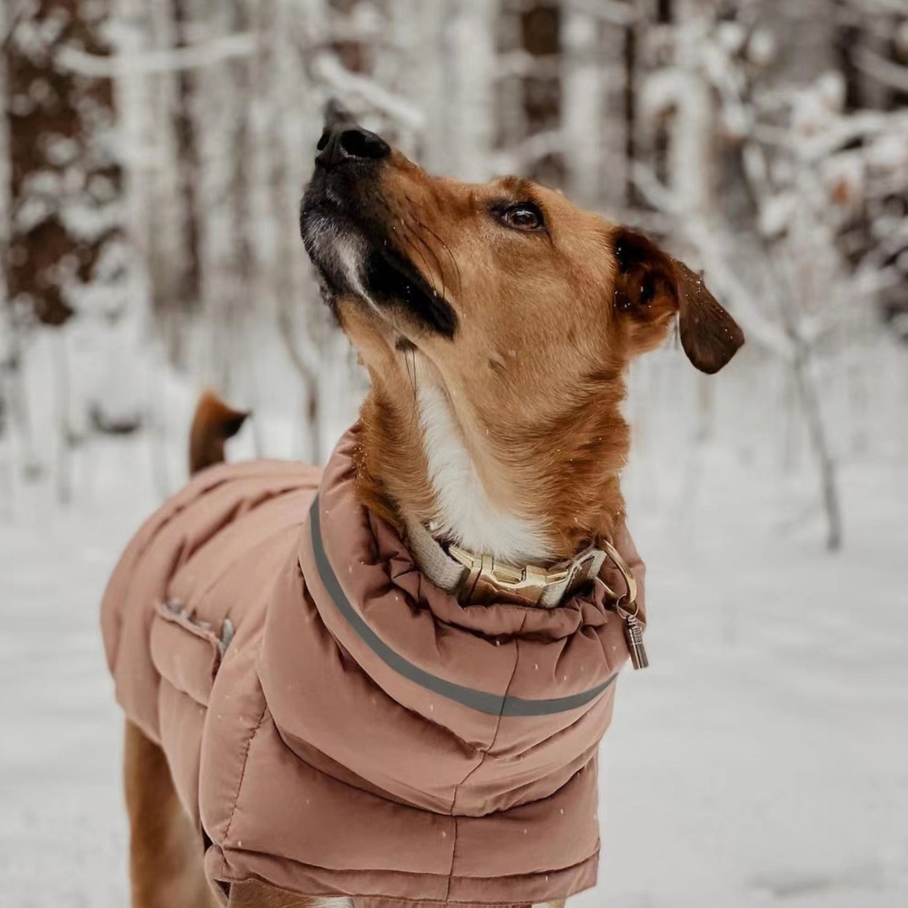 Adventure Ready Down Vest for Dogs