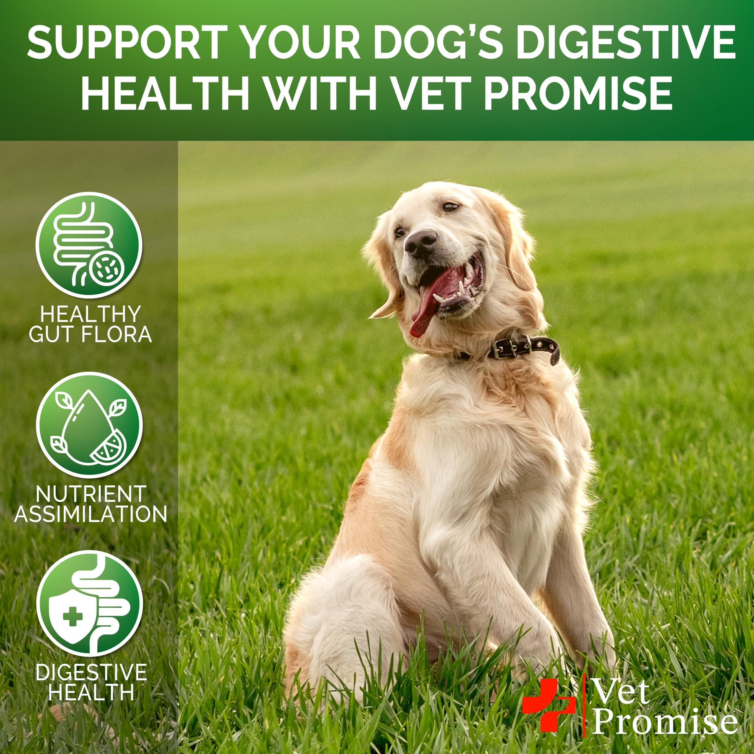 Probiotics for Dogs   Dog Probiotics and Digestive Enzymes for Gut Health Itchy