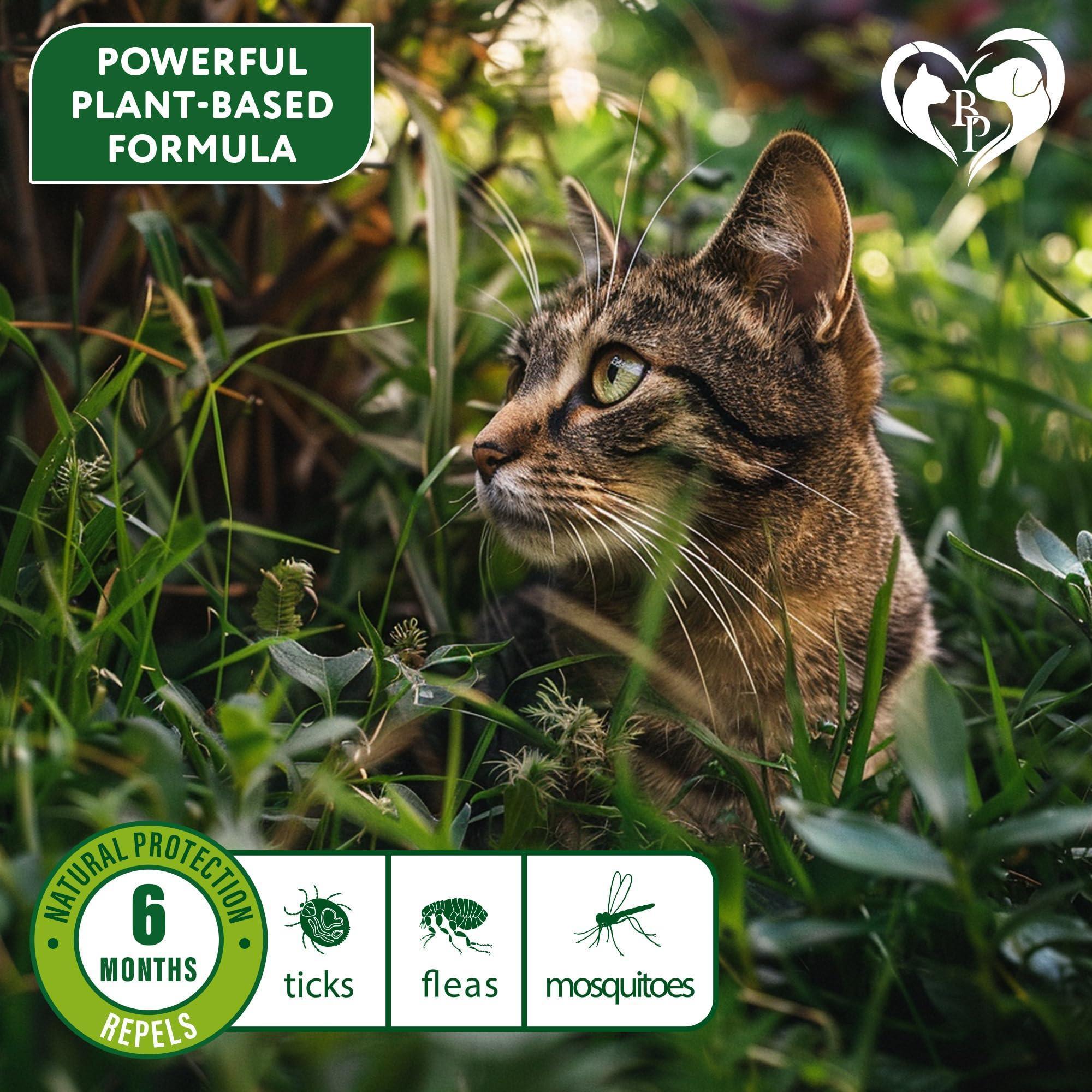 Natural Flea Collar for Cats 6 Months Prevention – ri-son