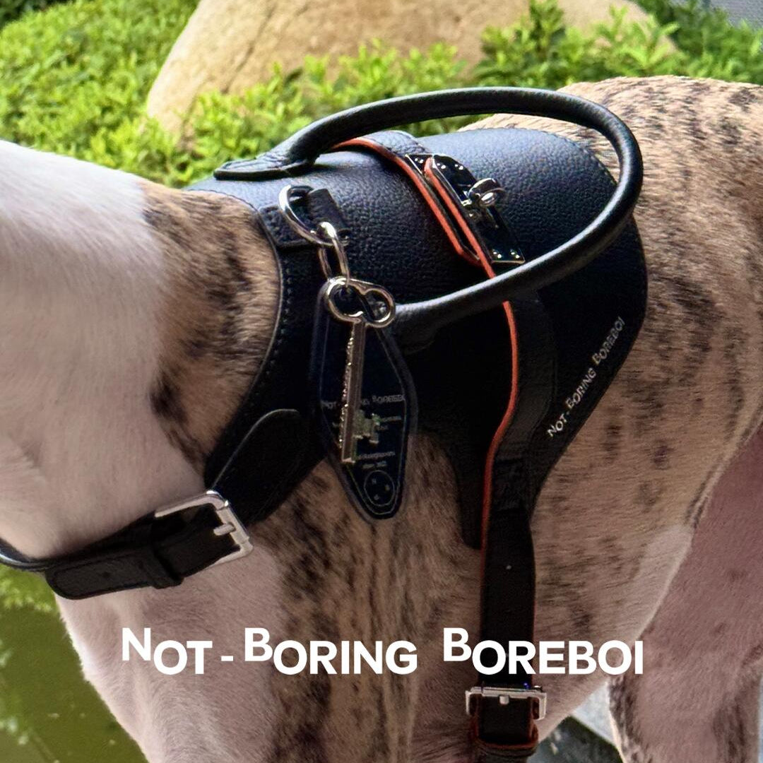 Close-up of Not-Boring Boreboi Pet Knight black harness with orange trim and metal hardware