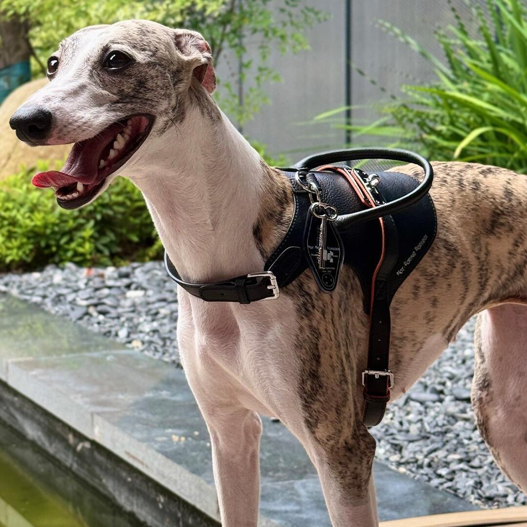 Not-Boring Boreboi Pet Knight black dog harness worn by a whippet