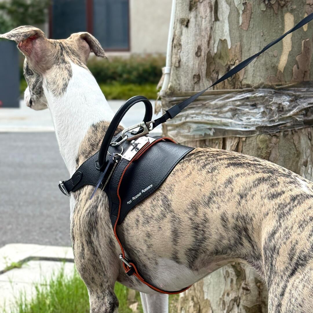 Not-Boring Boreboi black dog harness side view with leash attached