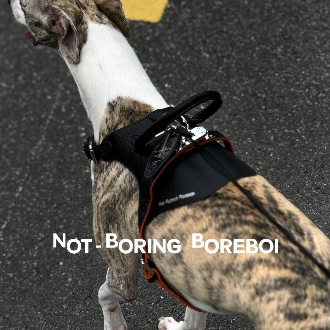 Top view of Not-Boring Boreboi Pet Knight harness worn outdoors