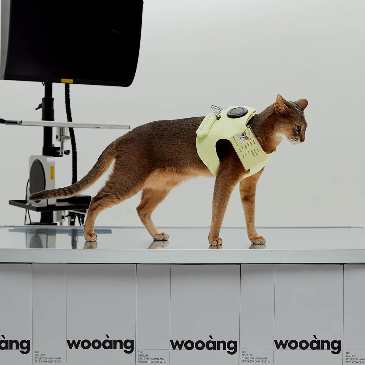 Wooang Shield-01 harness worn by a cat in studio lifestyle photo