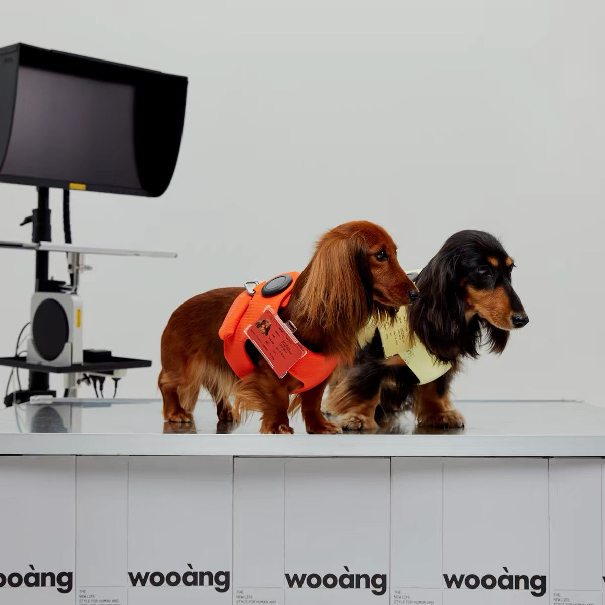 Wooang Shield-01 dog harness worn by dachshunds in studio lifestyle photo