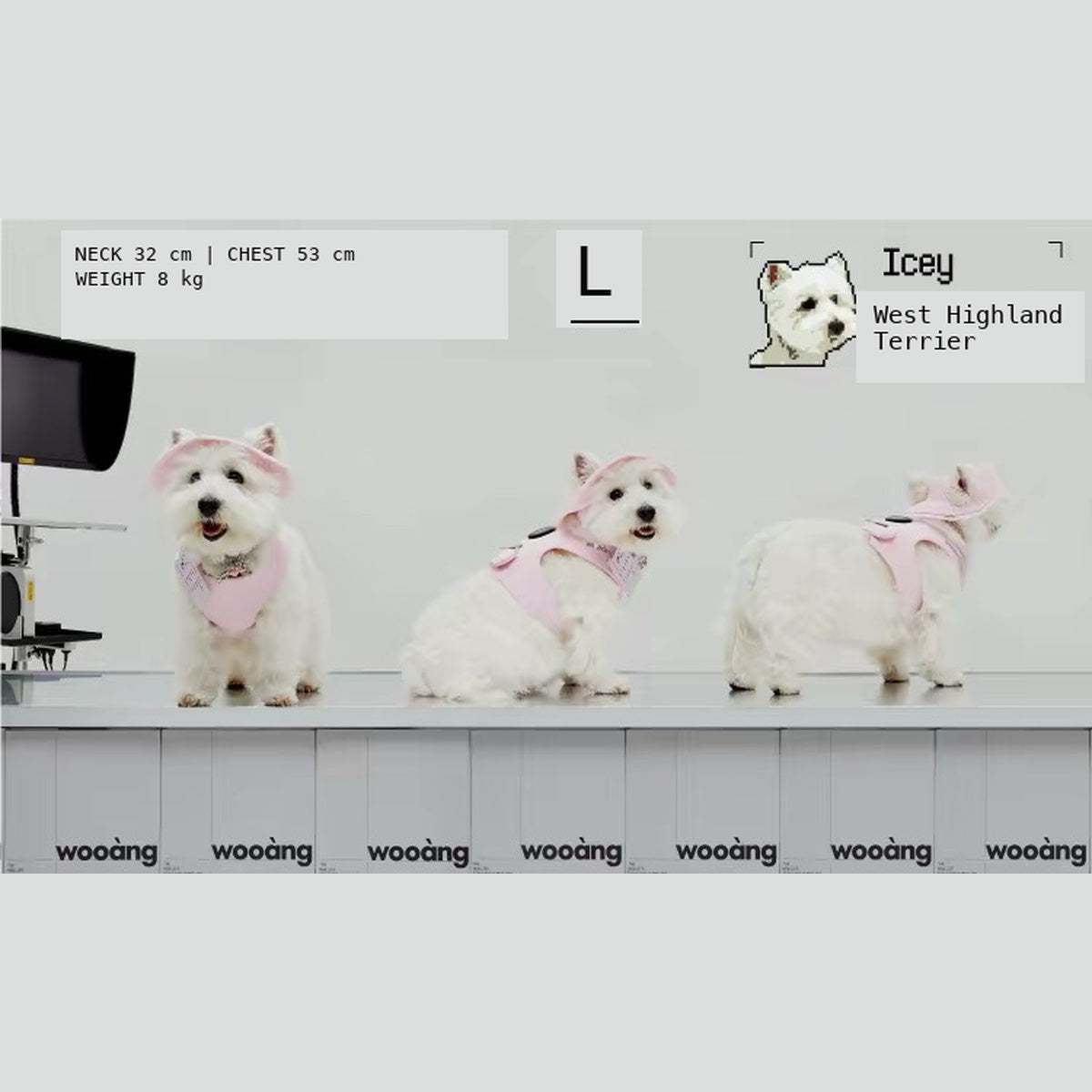Wooang Shield-01 L harness fit example for West Highland Terrier