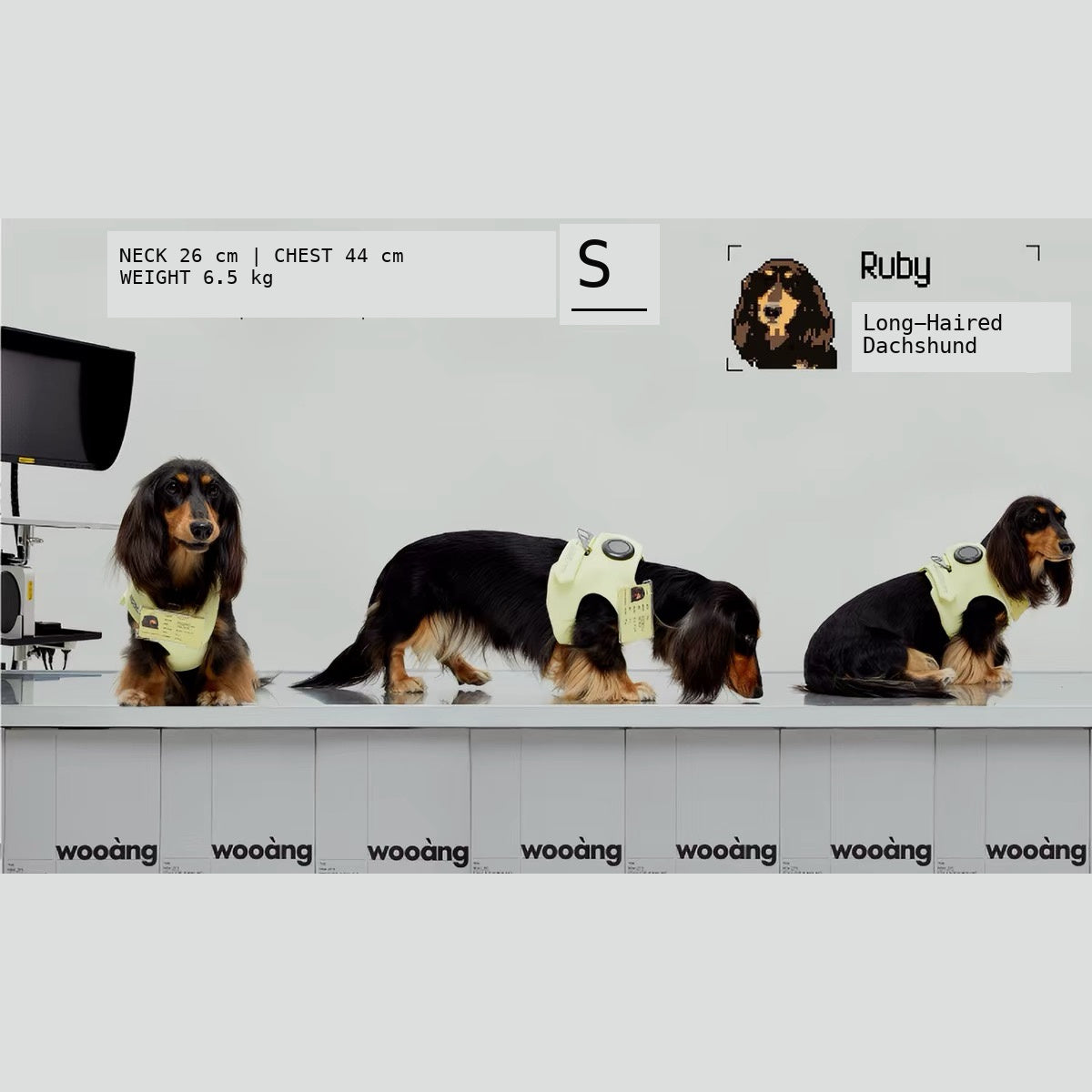 Wooang Shield-01 S harness fit example for long haired dachshund