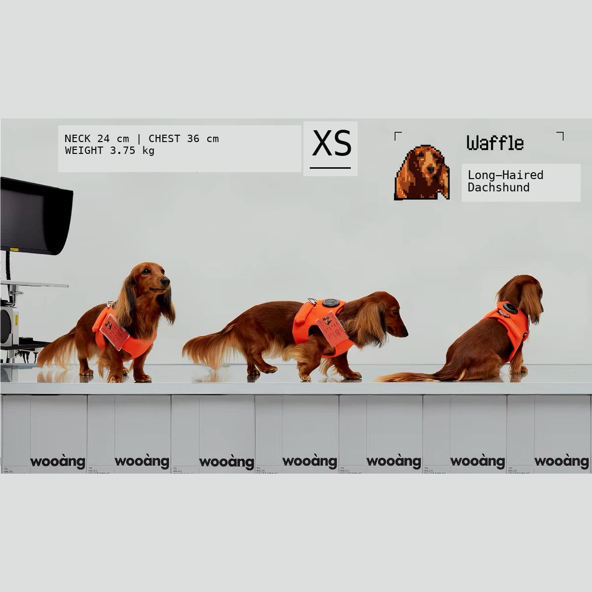 Wooang Shield-01 XS harness fit example for long haired dachshund
